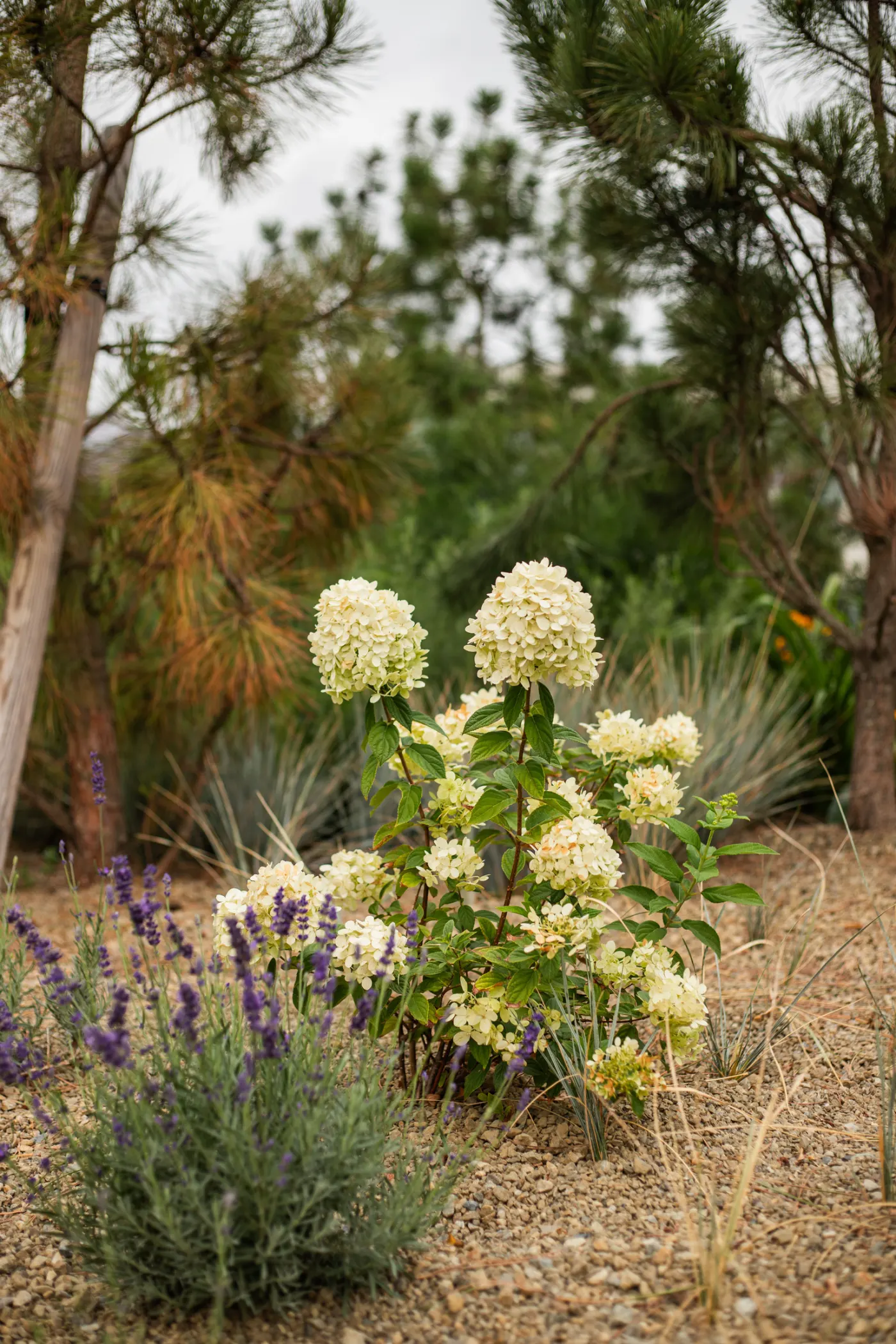 Hortenzie latnatá 'Limelight' (Hydrangea paniculata 'Limelight') s krémovými latami vedle kvetoucí levandule – realizace Zahrady Řiháček