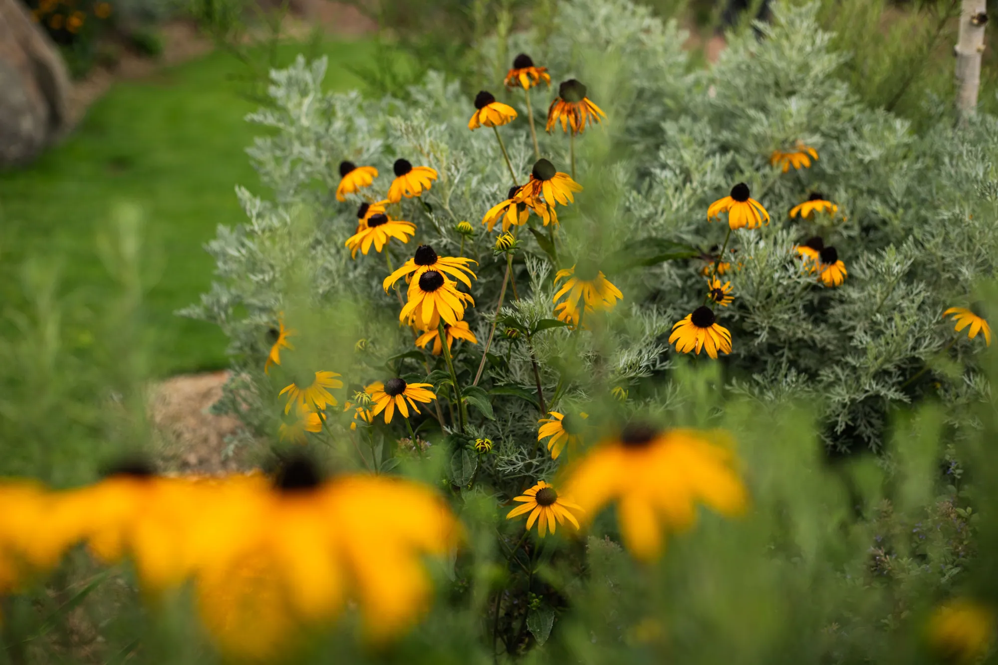 Žluté květy třapatky zářivé (Rudbeckia fulgida) s tmavým středem – realizace Zahrady Řiháček