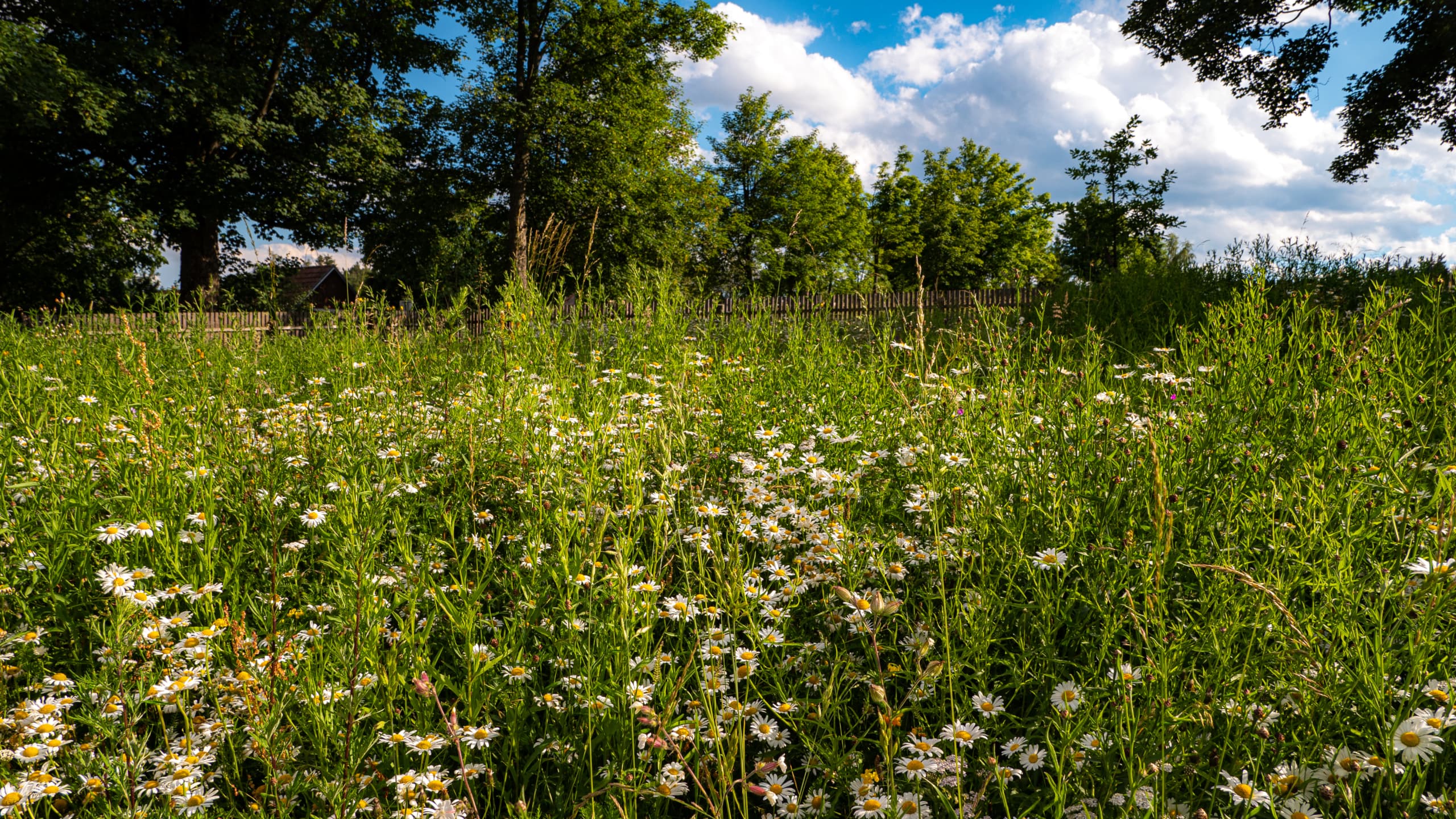 Zahrada bez chemie s kombinací louky, kamenů a vody