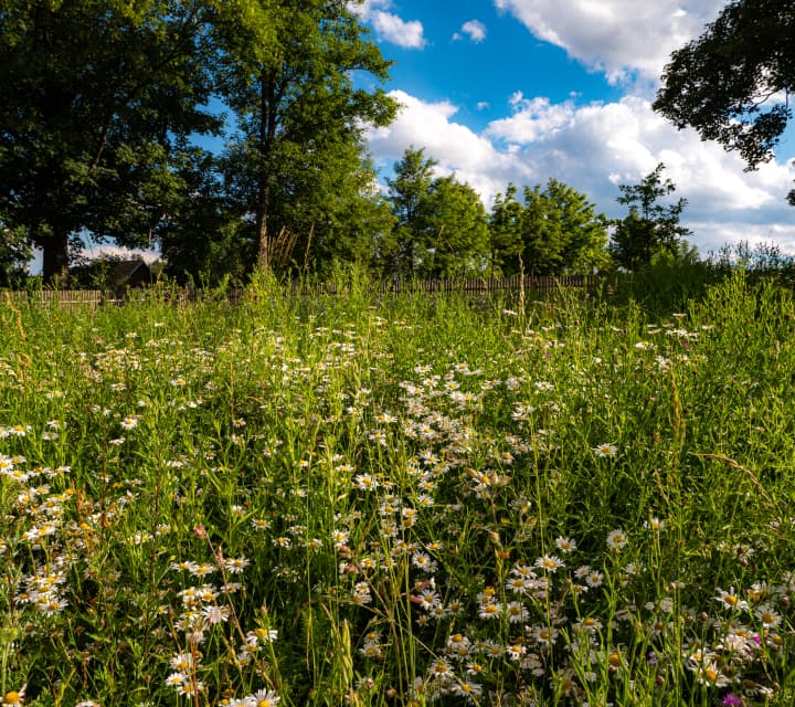 Zahrada bez chemie s kombinací louky, kamenů a vody