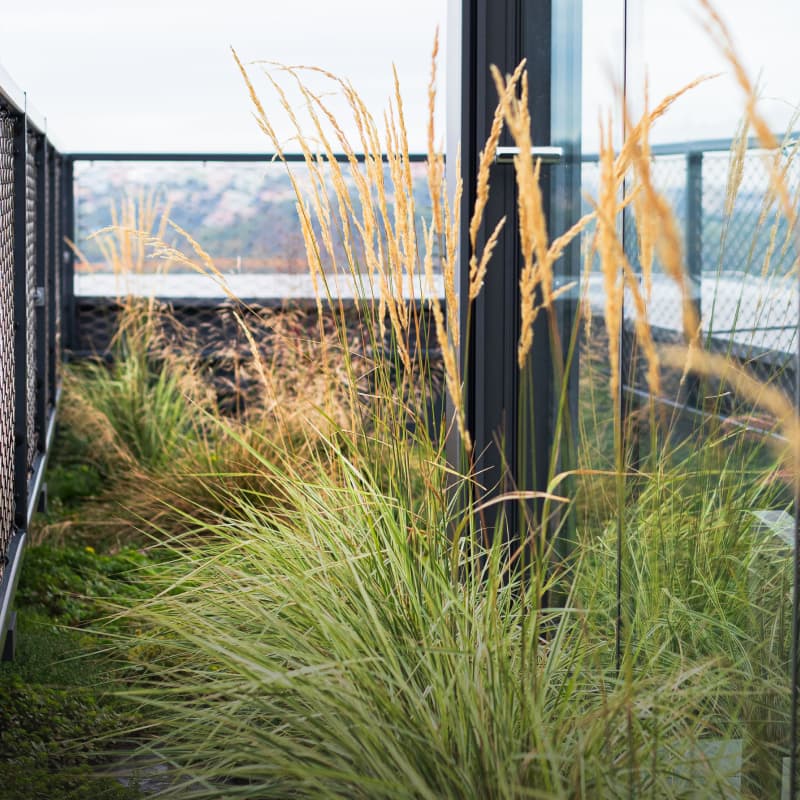 Střešní regenerační směs hover