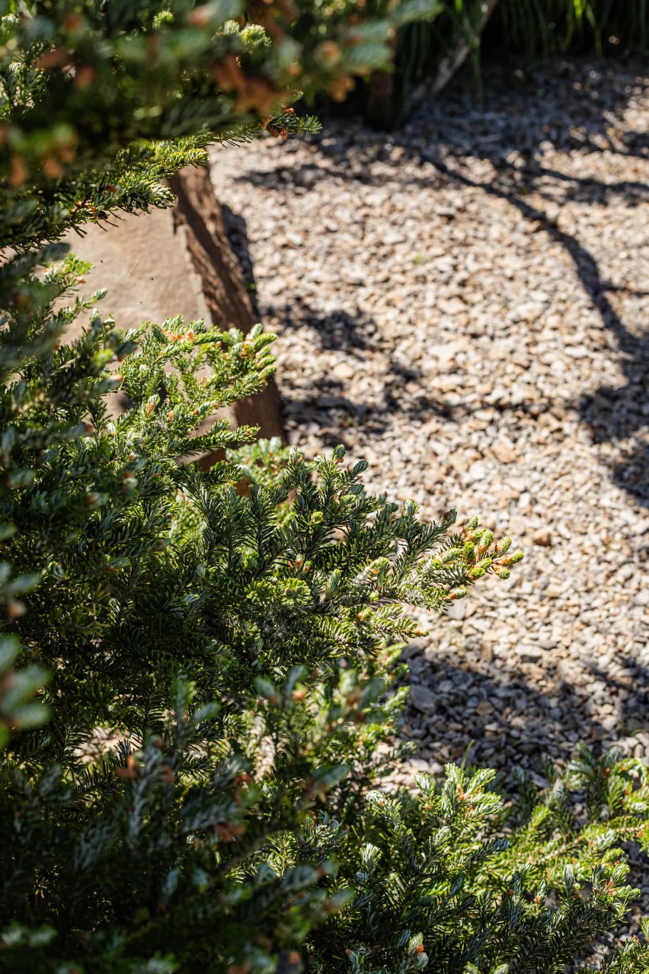 Jedle korejská (Abies koreana), detail hustých větví s mladými přírůstky nad štěrkovým záhonem – realizace Zahrady Řiháček