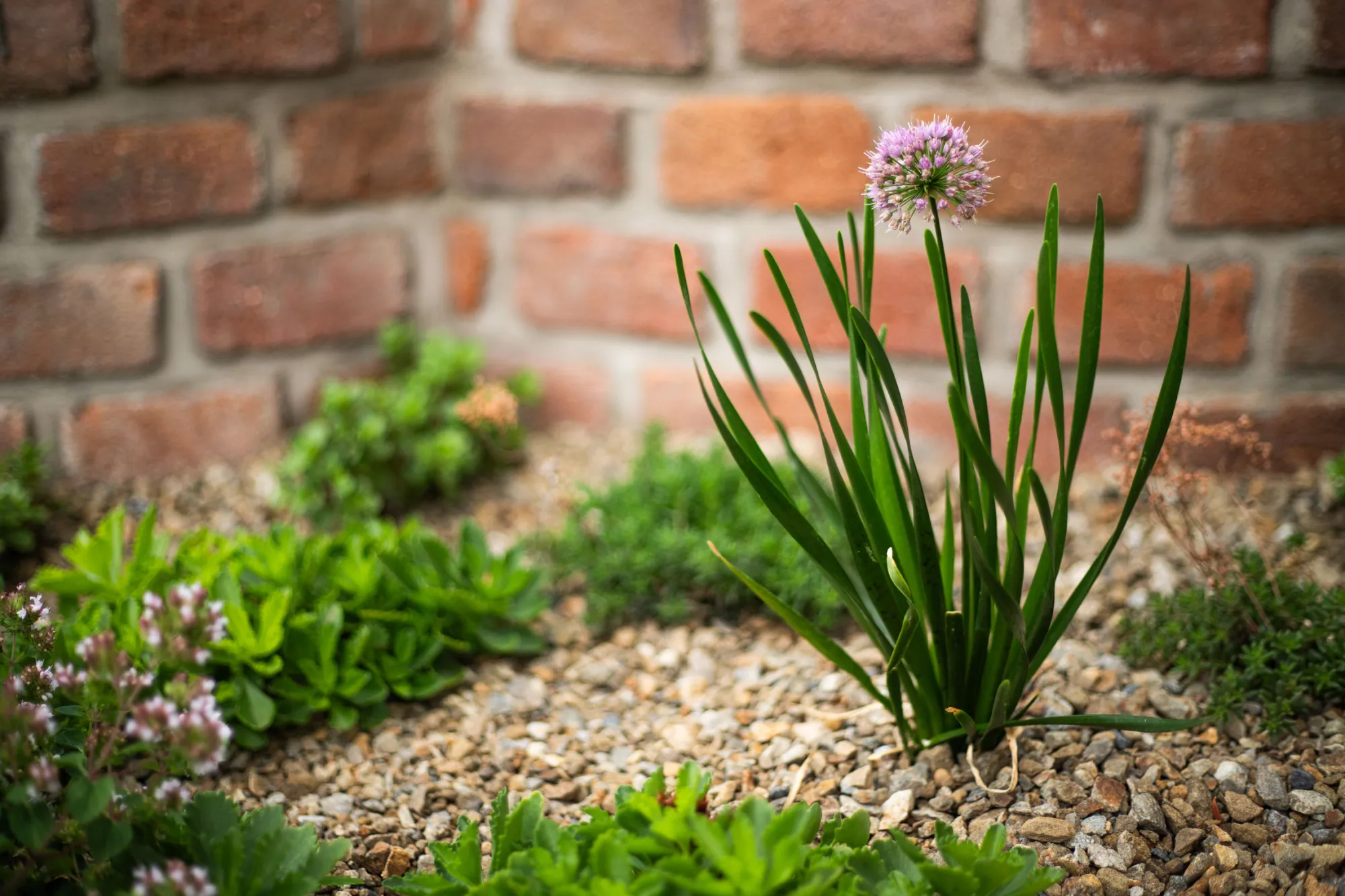 Česnek 'Millenium' (Allium 'Millenium') s růžovofialovým květenstvím před cihlovou zdí – realizace Zahrady Řiháček