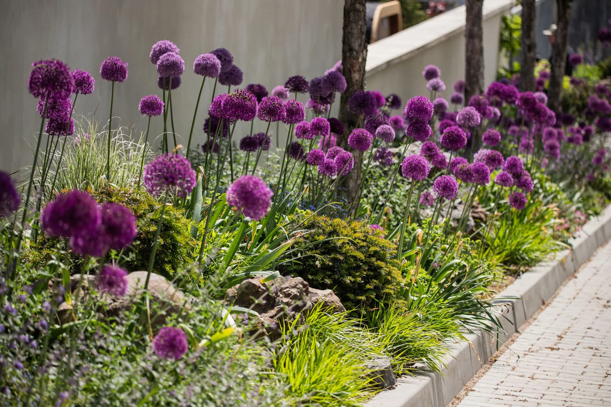Fialové kulovité květy česneku 'Purple Sensation' (Allium hollandicum 'Purple Sensation') v záhonu podél zdi – realizace Zahrady Řiháček