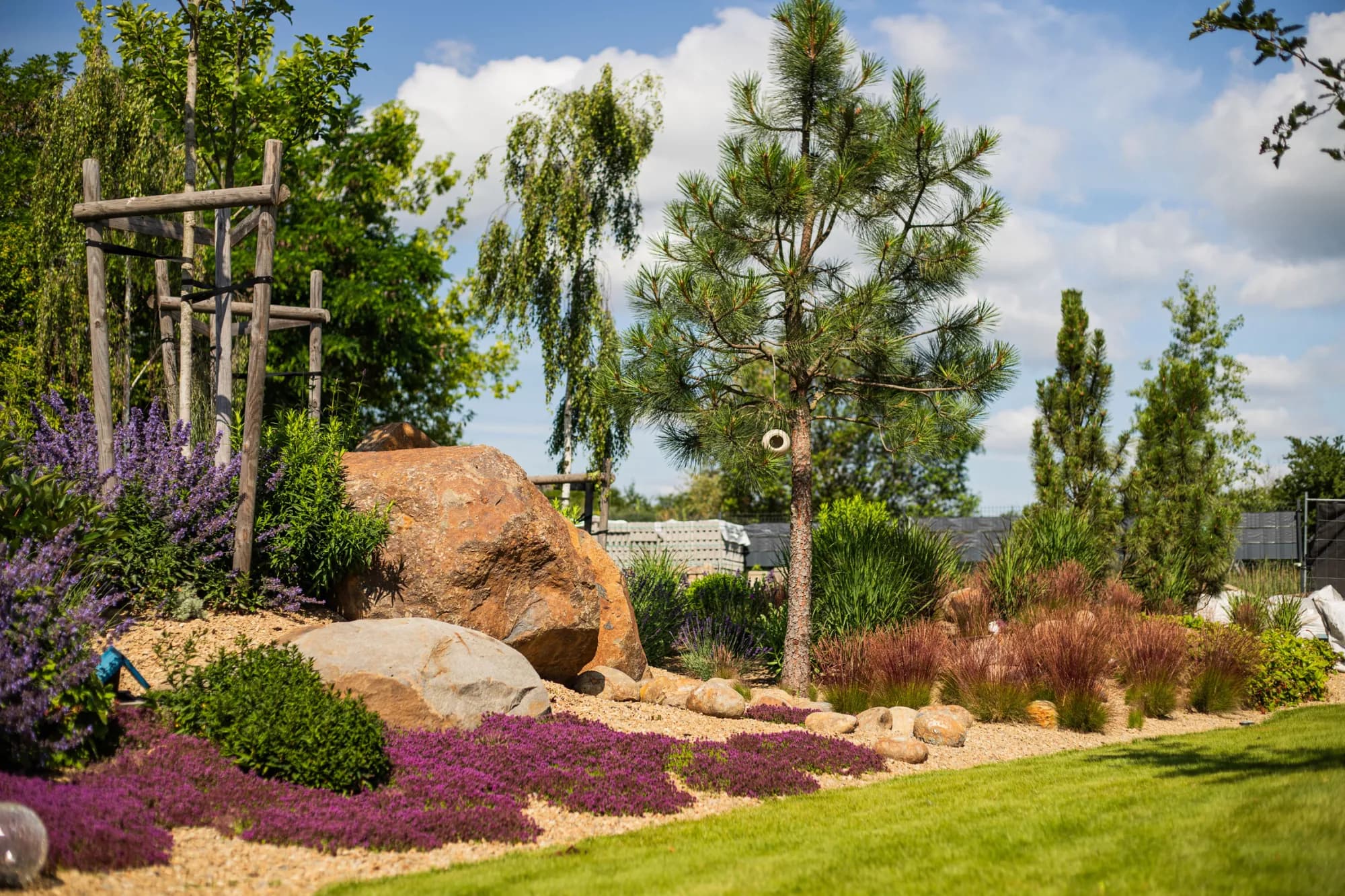 Bříza bělokorá (Betula pendula) s převislými větvemi vedle mladé borovice, v popředí kvetoucí mateřídouška – realizace Zahrady Řiháček