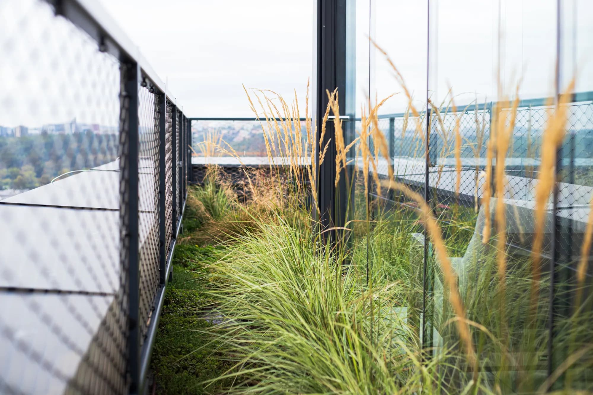 Třtina ostrokvětá 'Karl Foerster' (Calamagrostis × acutiflora 'Karl Foerster') se vzpřímenými latami na střešní terase – realizace Zahrady Řiháček