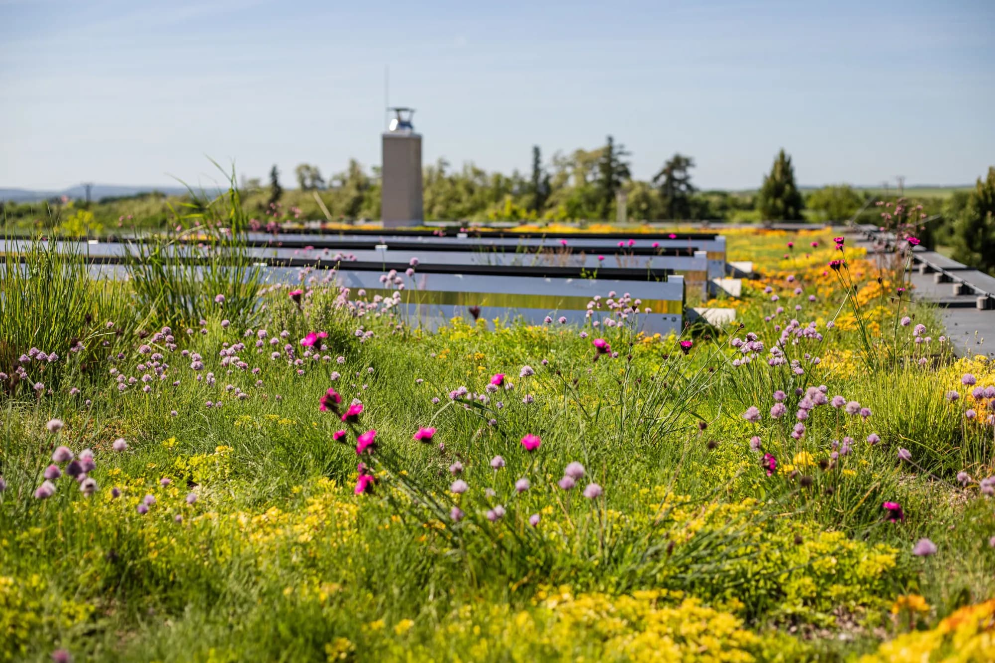Hvozdík kartouzek (Dianthus carthusianorum) s purpurovými květy na zelené střeše – realizace Zahrady Řiháček