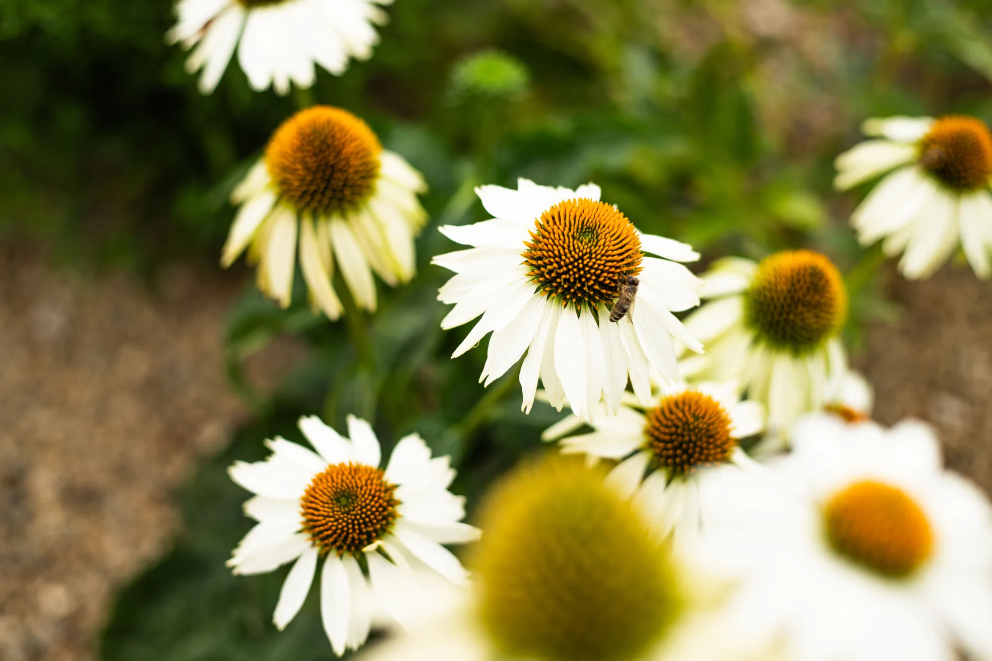 Bílé květy třapatkovky nachové 'White Swan' (Echinacea purpurea 'White Swan') s oranžovým středem – realizace Zahrady Řiháček