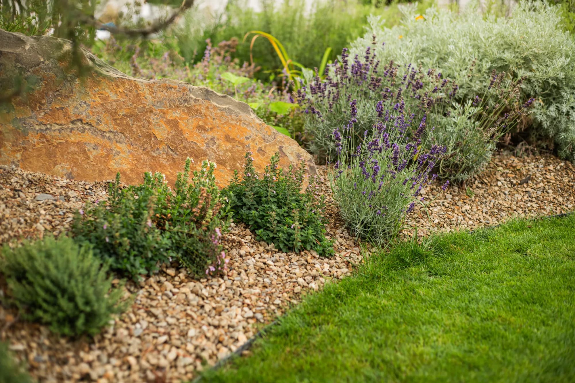 Kvetoucí levandule úzkolistá (Lavandula angustifolia) ve štěrkovém záhonu u balvanu – realizace Zahrady Řiháček