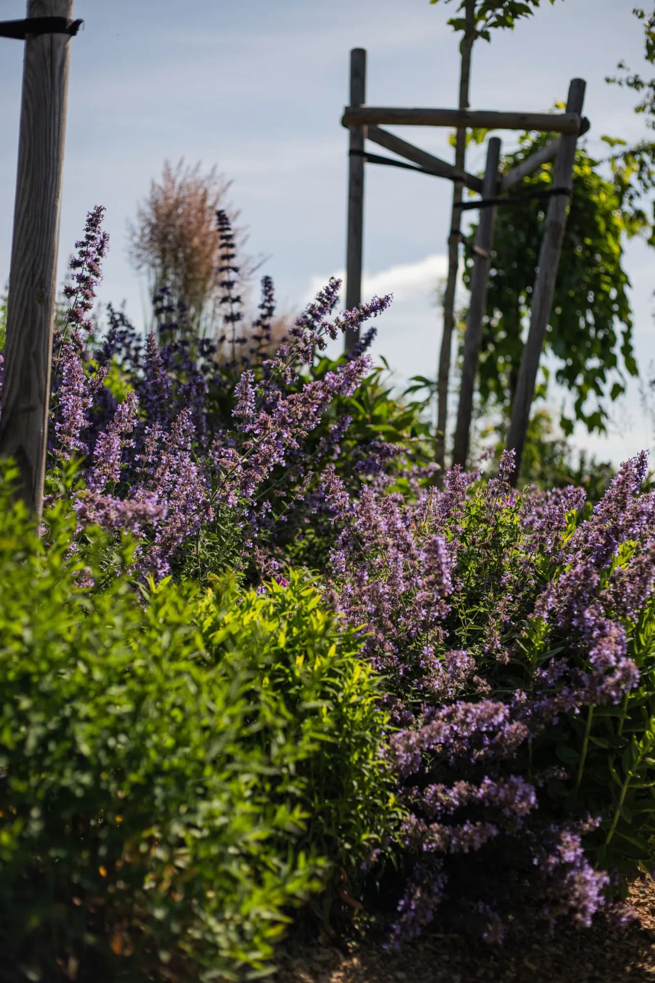 Modrofialové květy šanty Faassenovy (Nepeta × faassenii) v záhonu u mladých stromů – realizace Zahrady Řiháček
