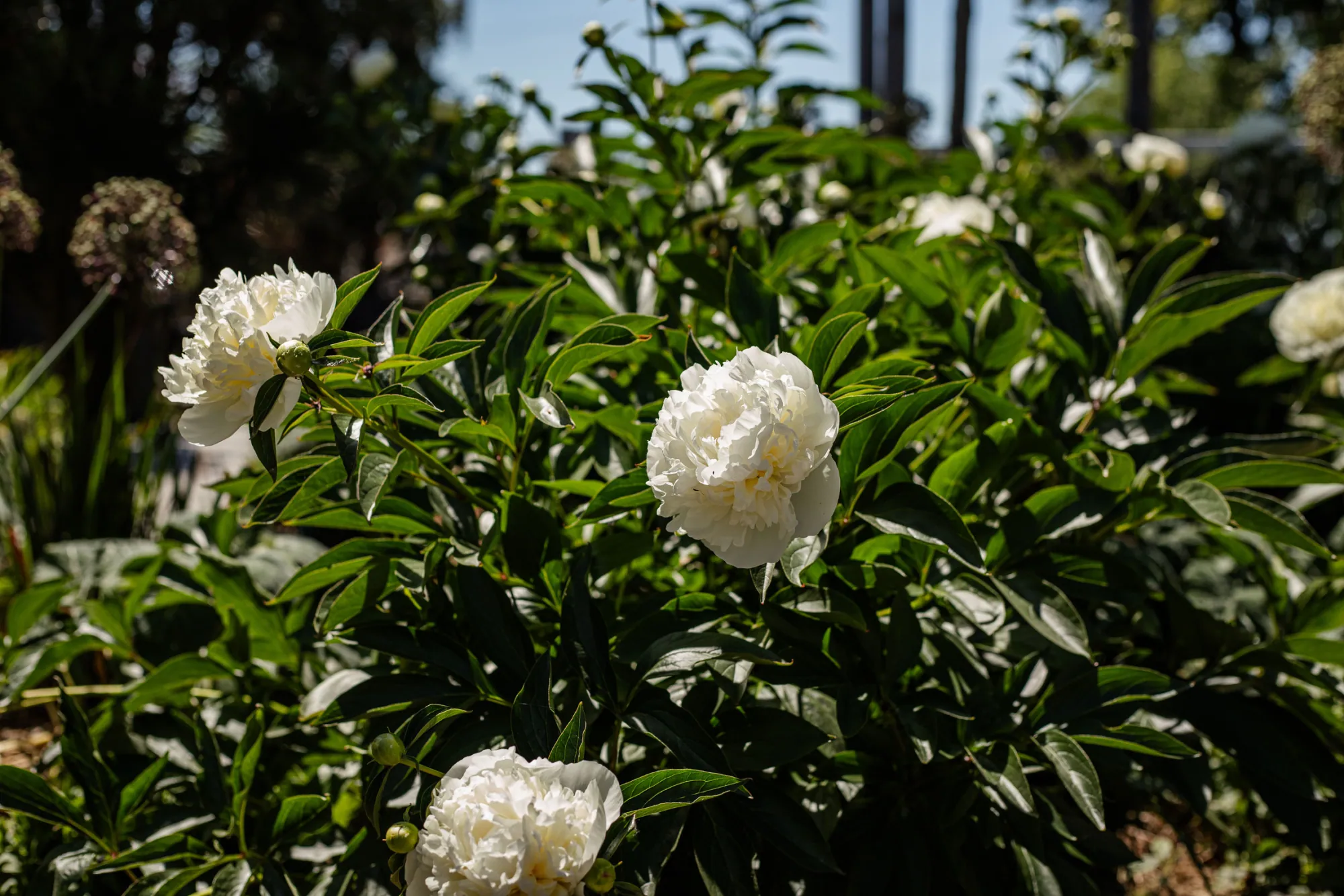 Bílé plné květy pivoňky bělokvěté (Paeonia lactiflora) – realizace Zahrady Řiháček