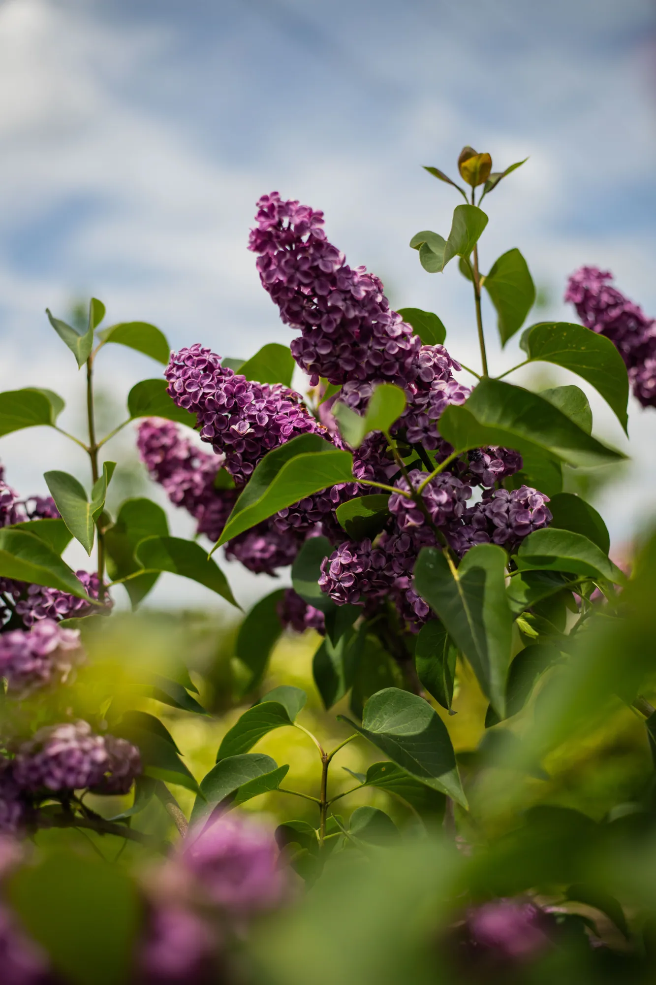 Tmavě fialové laty šeříku obecného (Syringa vulgaris) – realizace Zahrady Řiháček