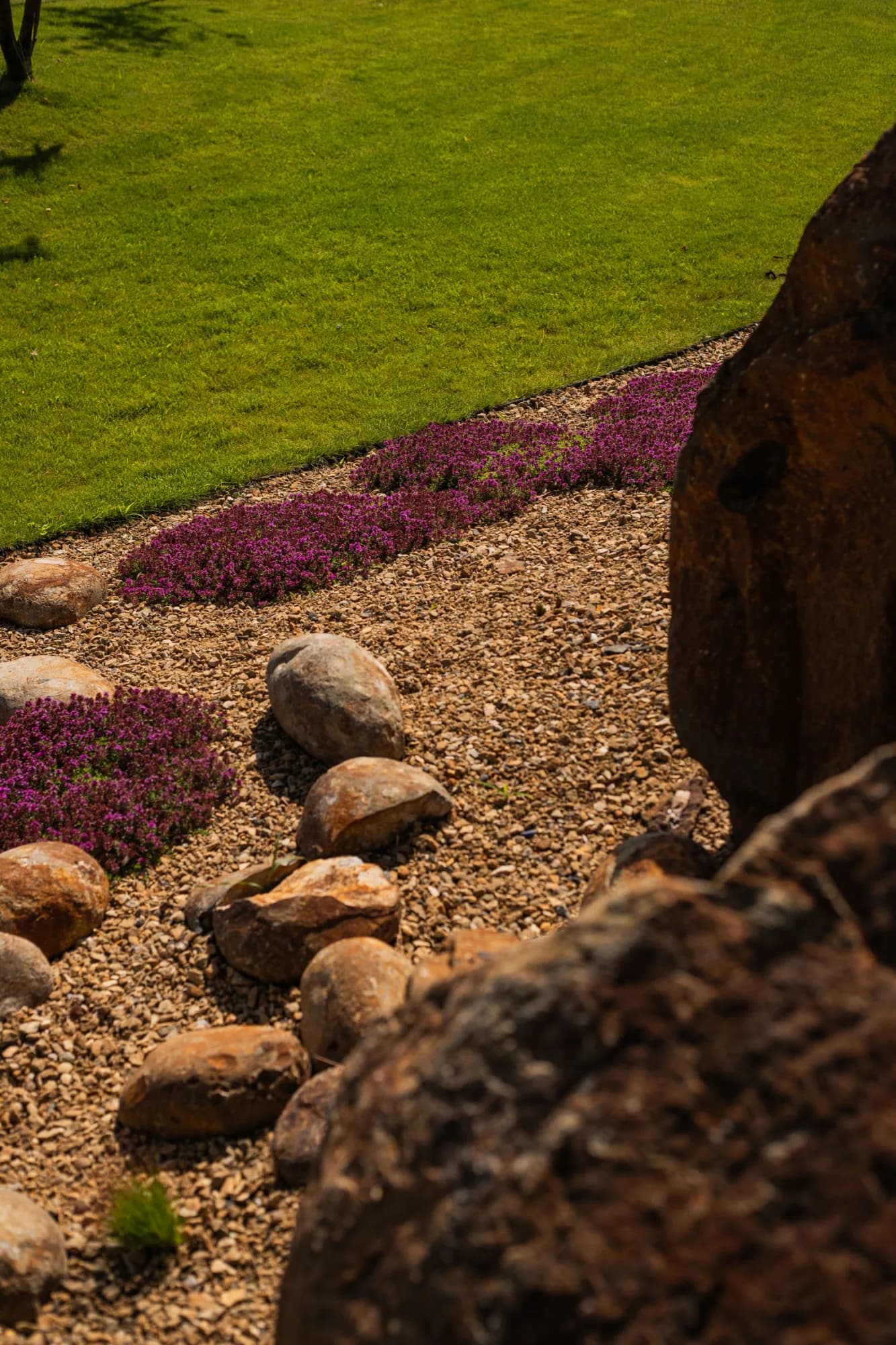 Purpurově kvetoucí koberec mateřídoušky 'Coccineus' (Thymus praecox 'Coccineus') mezi valouny u trávníku – realizace Zahrady Řiháček